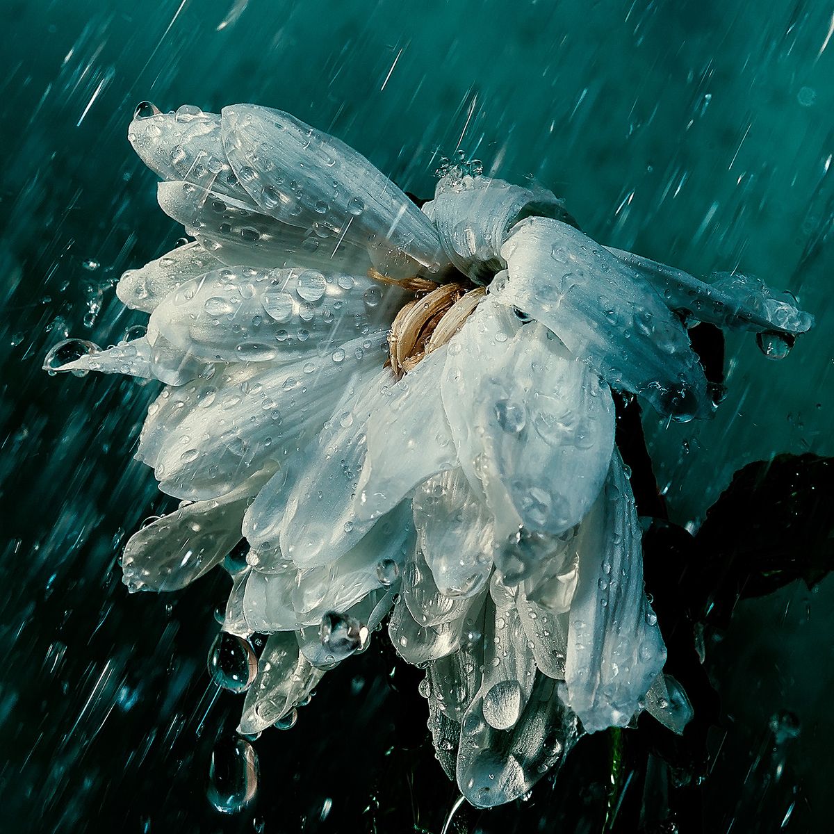 Chrysantheme im Regen