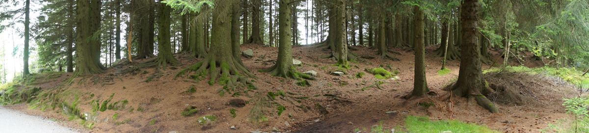 FOREST NEAR BERGEN (NORWAY)