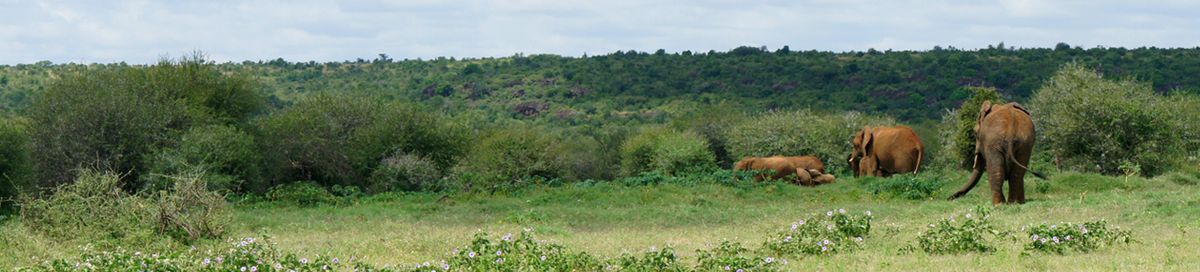 ELEPHANTS IN KENYA