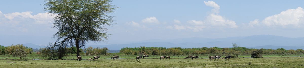 WILDEBEEST IN KENYA