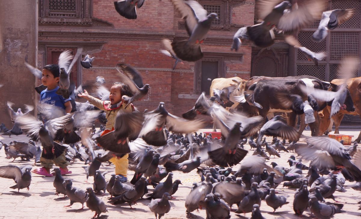 Kinder und Tauben in Katmandu