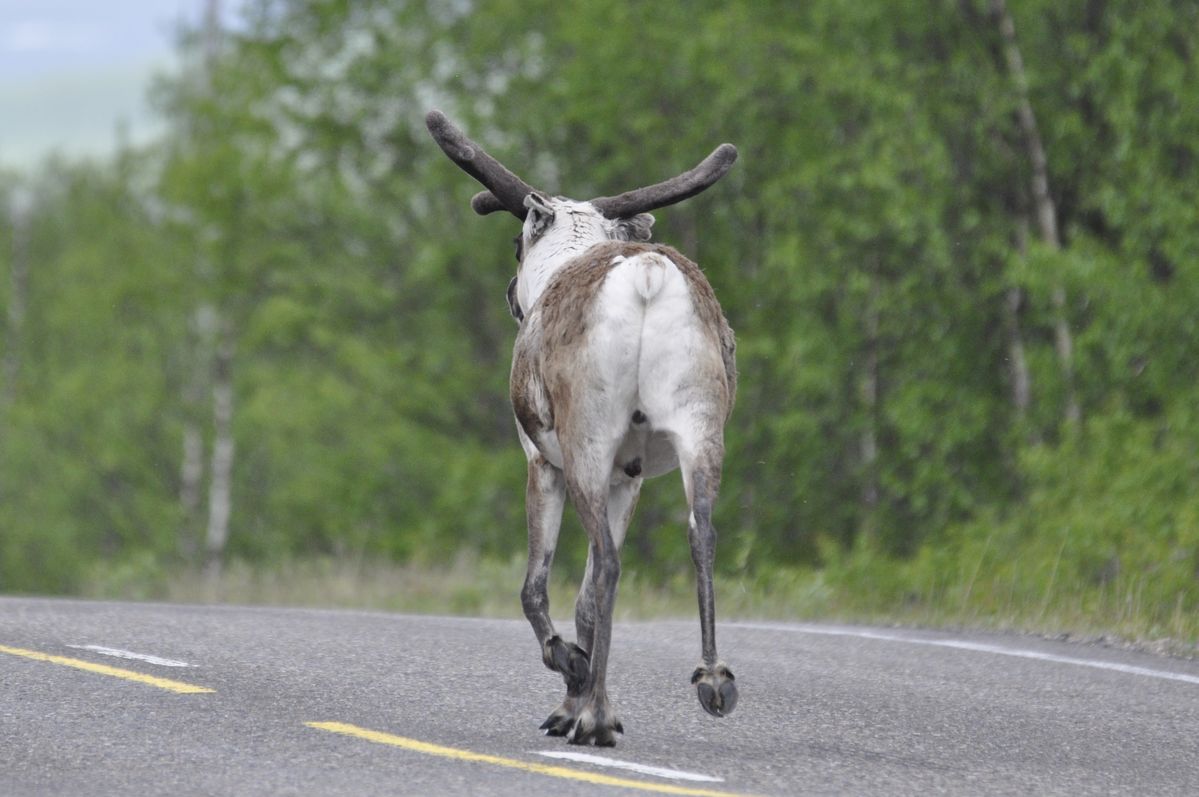 In Finland maakt ook een rendier gebruik van de weg...