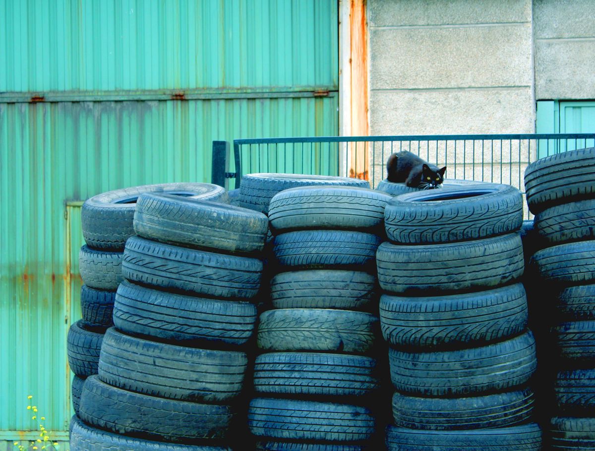 Gato emergiendo de los residuos industriales