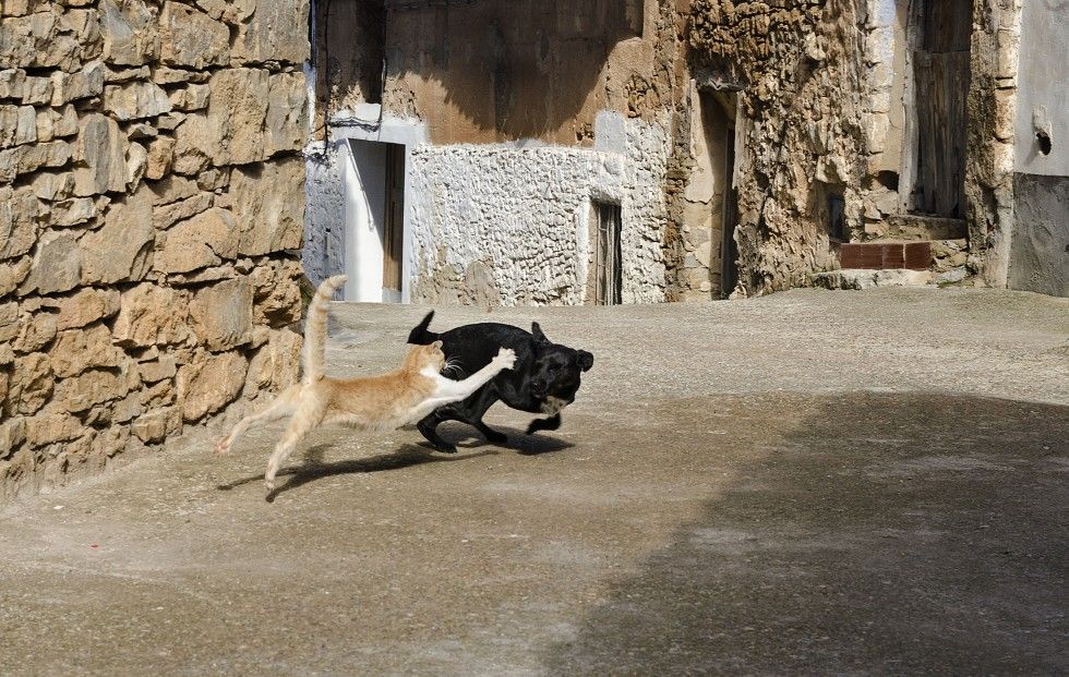 ..como el gato y el perro