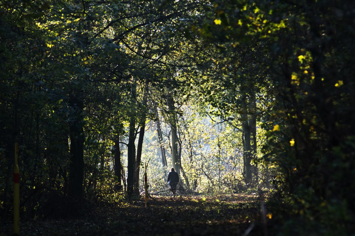 Beim Waldspaziergang aufgenommen mit der A77v