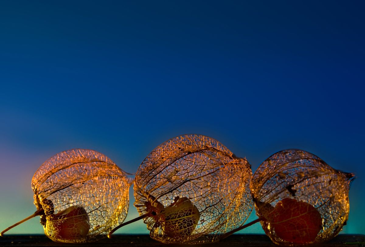 Physalis, oder was noch vorhanden ist.