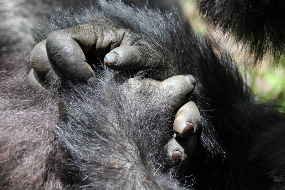 Hands of gorilla in Rwanda