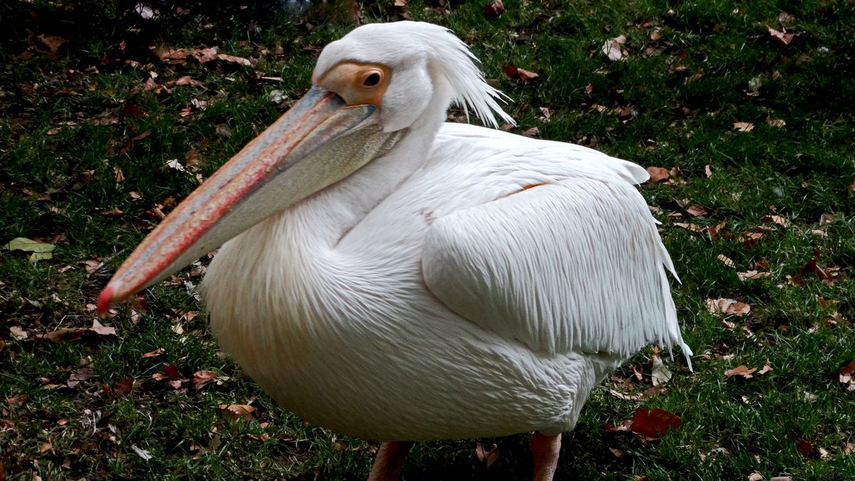 Pelican