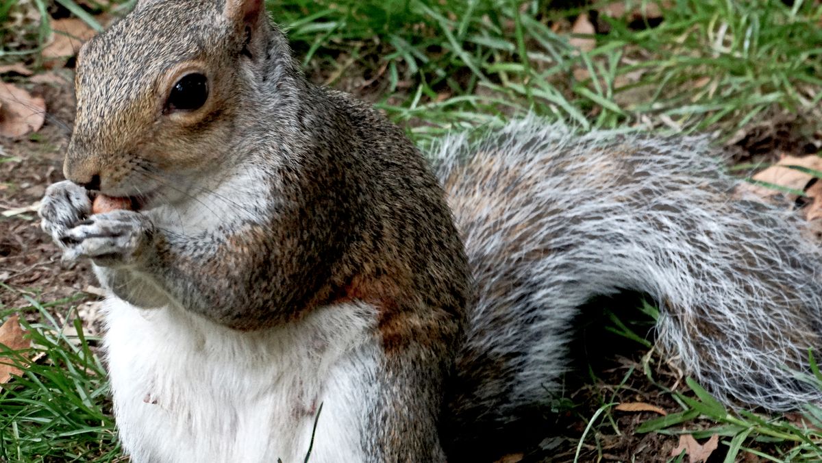 Happy Squirrel 