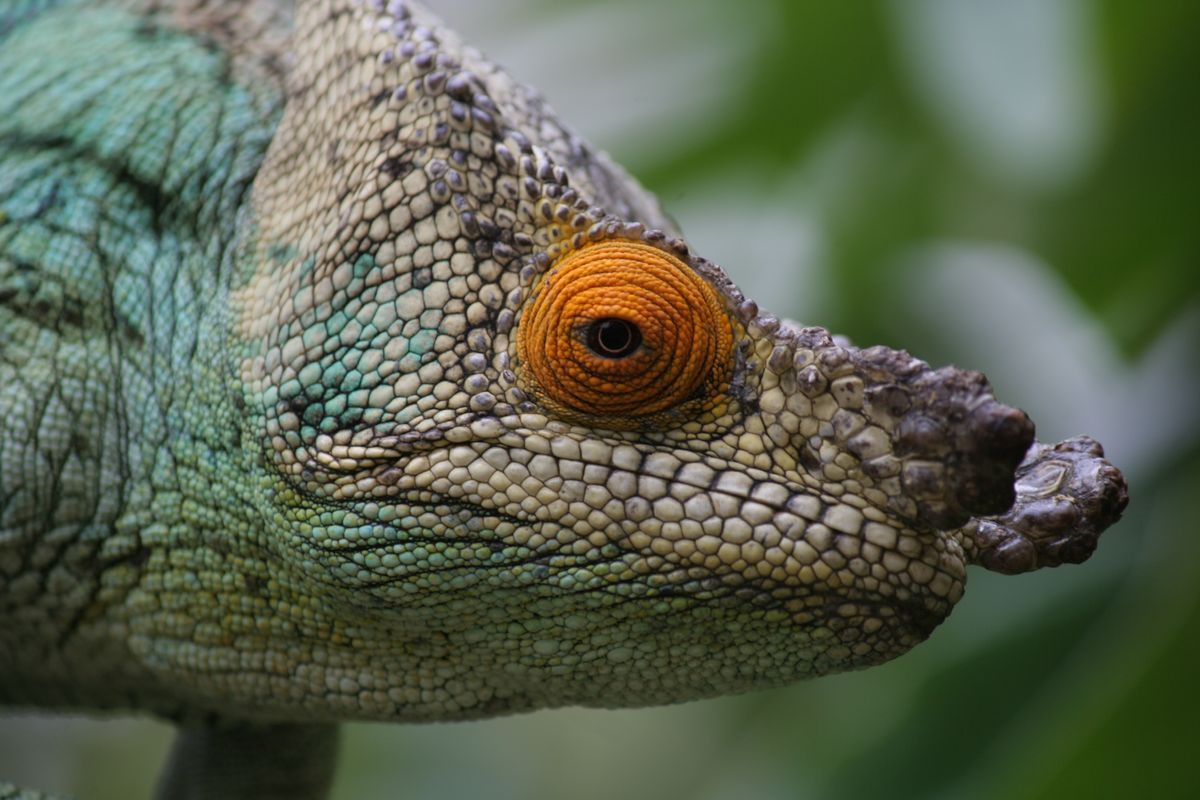 Een Parson's kameleon in Madagaskar.