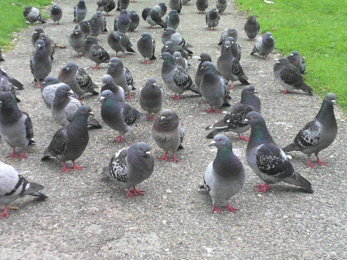 Pigeons in the city park.