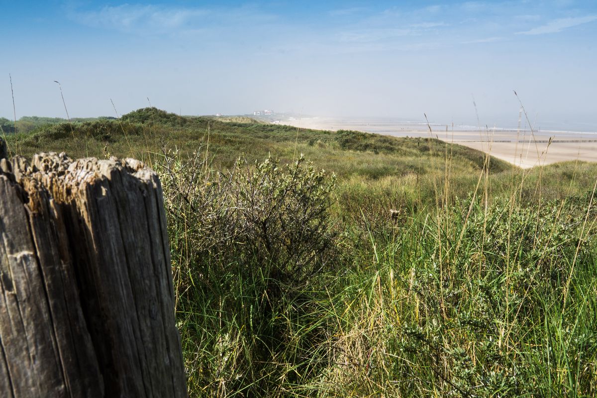 Duinen bij Cadzand-bad