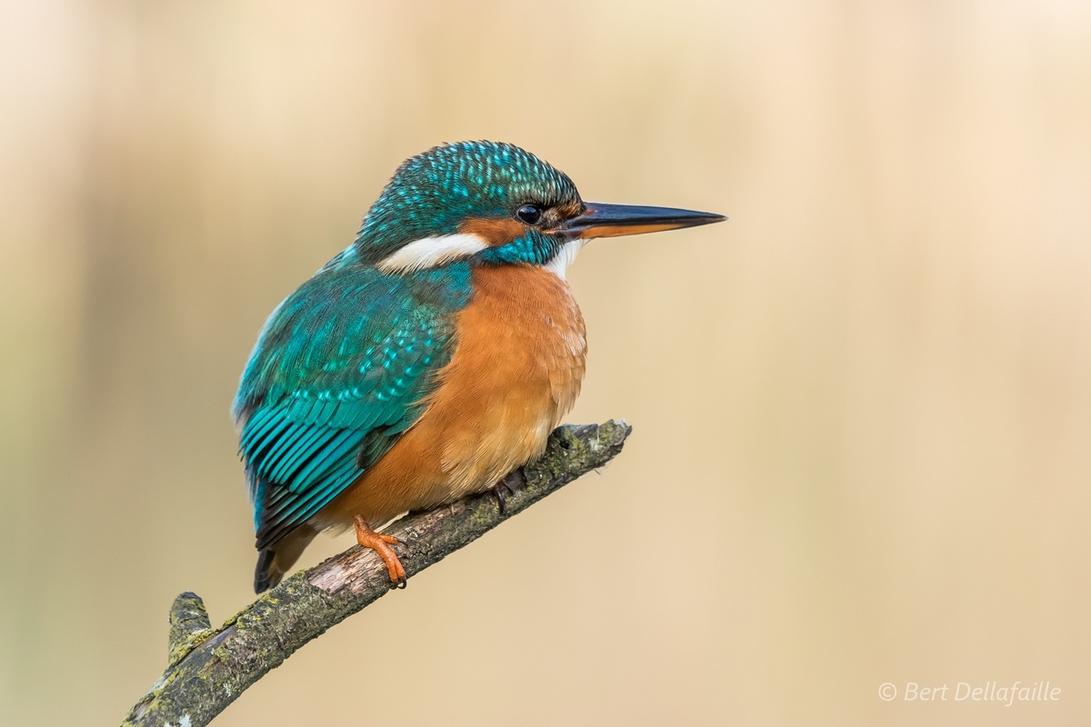 ijsvogel