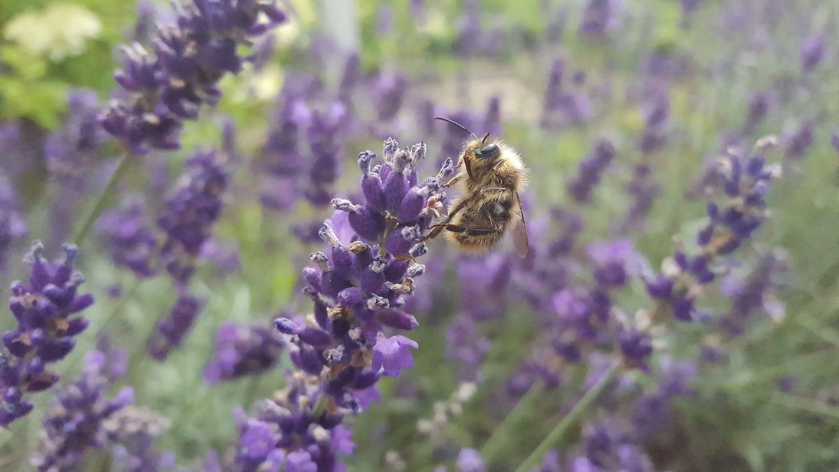 Dieses Foto ist durch eine Serienbildaufnahme zufällig im Vorgarten entstanden. Als ich mir die Ergebnisse in der Galerie anschaute, war ich zutiefst begeistert. Aufgenommen mit meinem Galaxy S6.