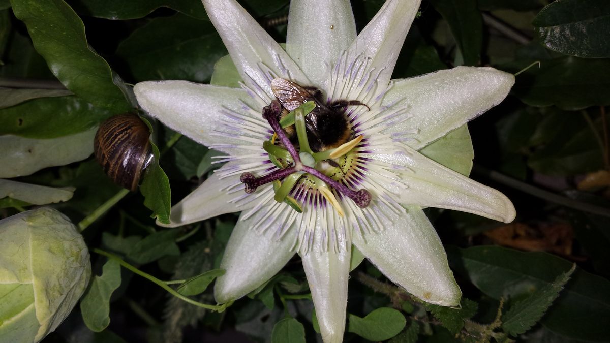 passion flower with friends