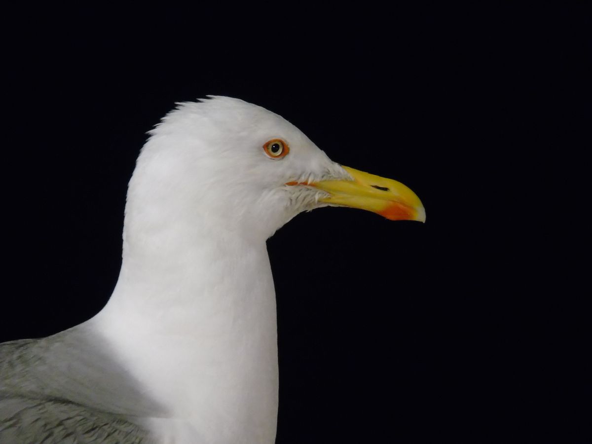 Estaba en un acantilado de noche,apunté la cámara con el flash, disparé y ahí estaba ella, tan hermosa.