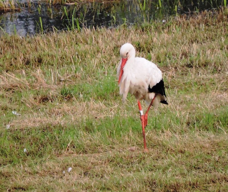 ooievaar in achtertuin