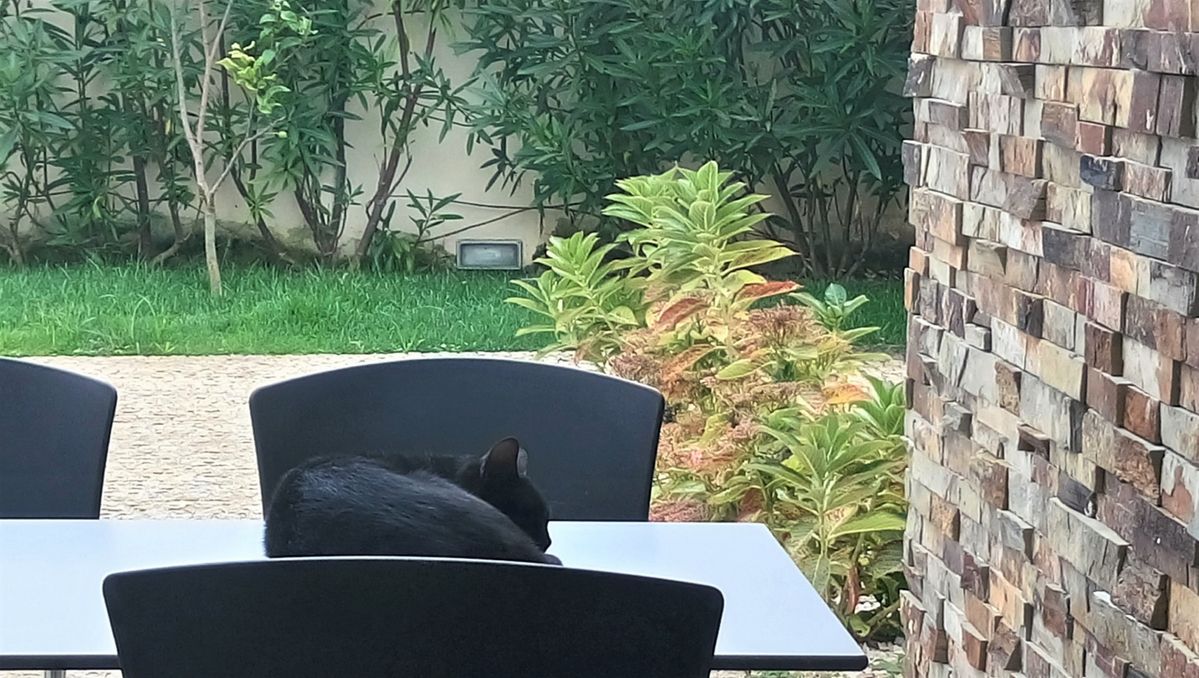 A black cat sleeping on a table and enjoying the warm weather and stillness of the garden