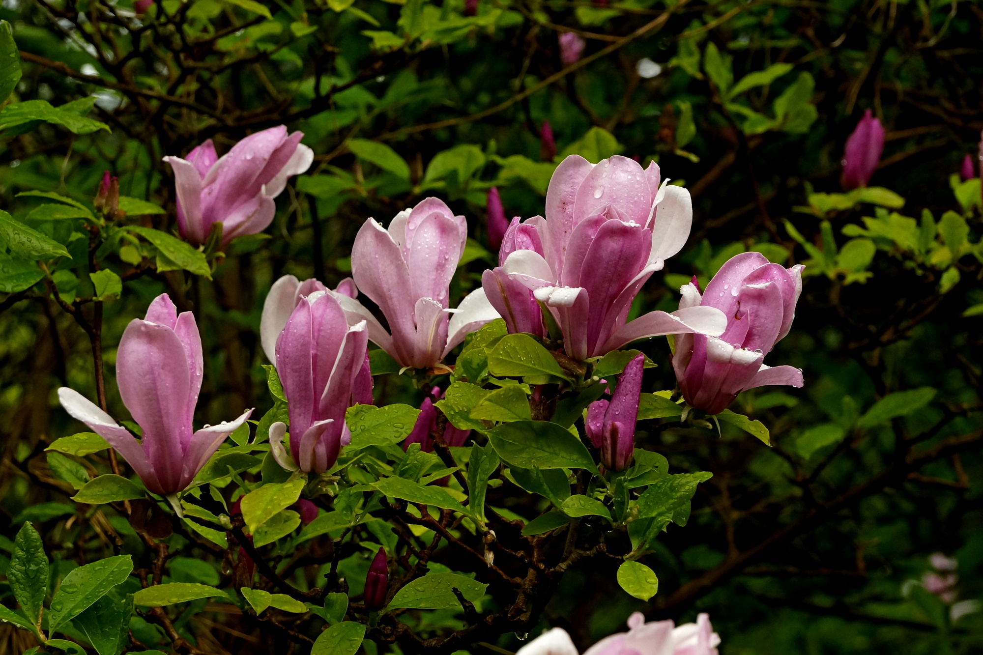 Ogród Botaniczny Powsin