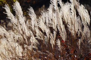 Brennweite: 200 mm / Blendenzahl: 8 / Verschlusszeit: 1/400 Sekunde