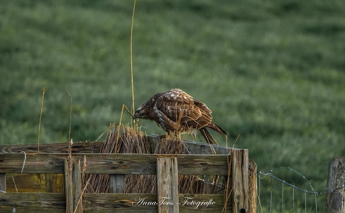 Buizerd