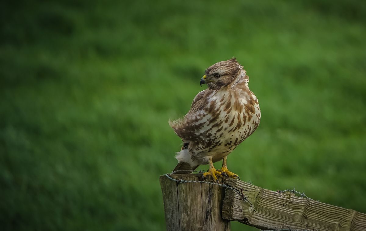 Buizerd in de wind