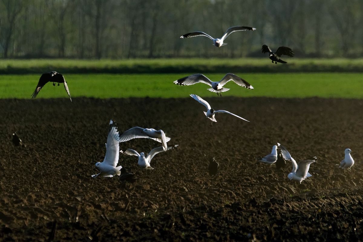 Bild für Forumsbeitrag : https://community.sony.de/t5/termine-treffen-off-topic/im-bann-der-covid-19-pandemie-wildlife-im-garten-und-vor-der/td-p/2753352 ( Diese Aufnahme entstand freihändig in APS-C / Super 35mm Modus, mit 600mm / Äquivalent zu 35 mm )