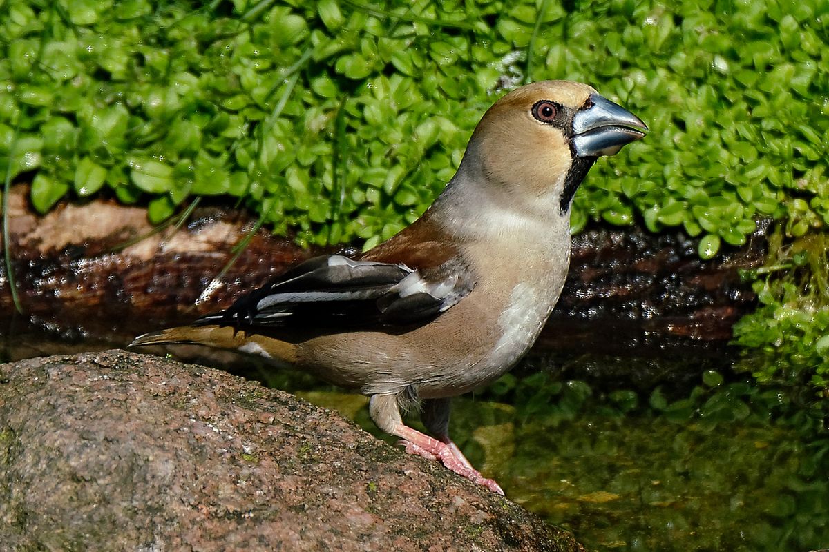 (Coccothraustes coccothraustes)