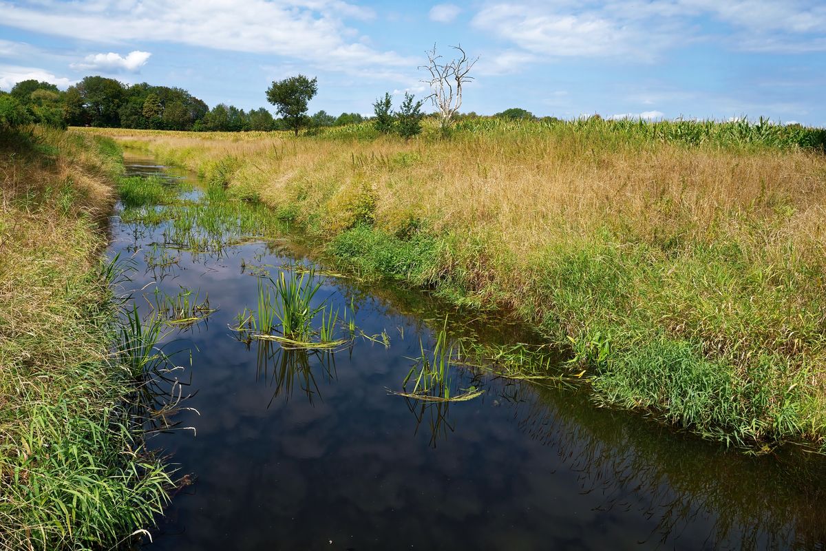 Der Anhaltende Mangel an Regen, hat auch in den Fließgewässer Namens "Giegel Aa" in Schapen / Emsland Spuren hinterlassen. Normalerweise wachsen keine Pflanzen in mitten des Wasserlaufs. Leider können wir das kostbare Nass nicht mehr speichern, da die nötigen Staustufen / Wehres nicht mehr gibt. Die Aufnahme entstand in der 33 Kalender Woche 2022.