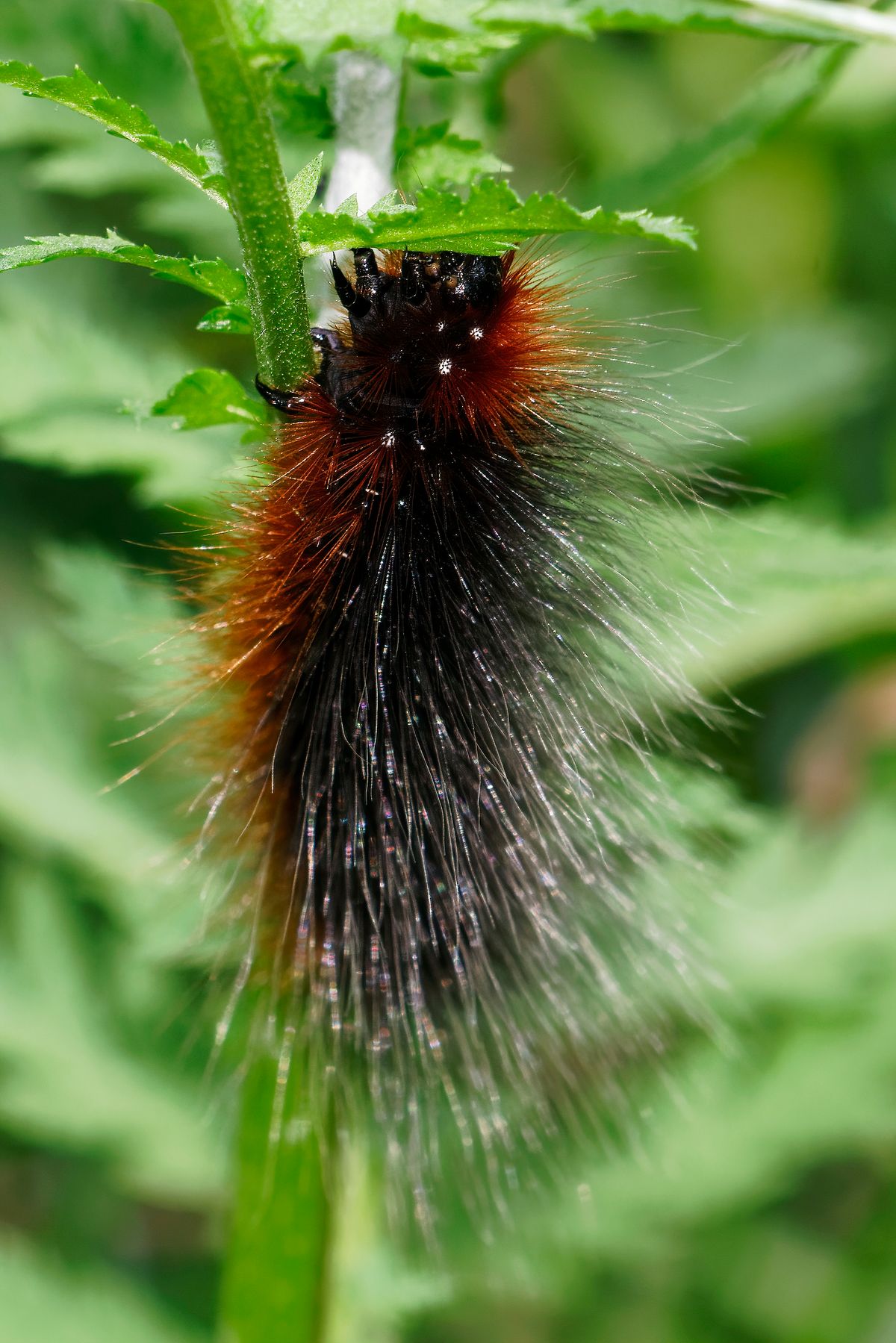 Die Raupe des Braune Bär (Arctia caja). Der Braune Bär ist ein Schmetterling / Nachtfalter.