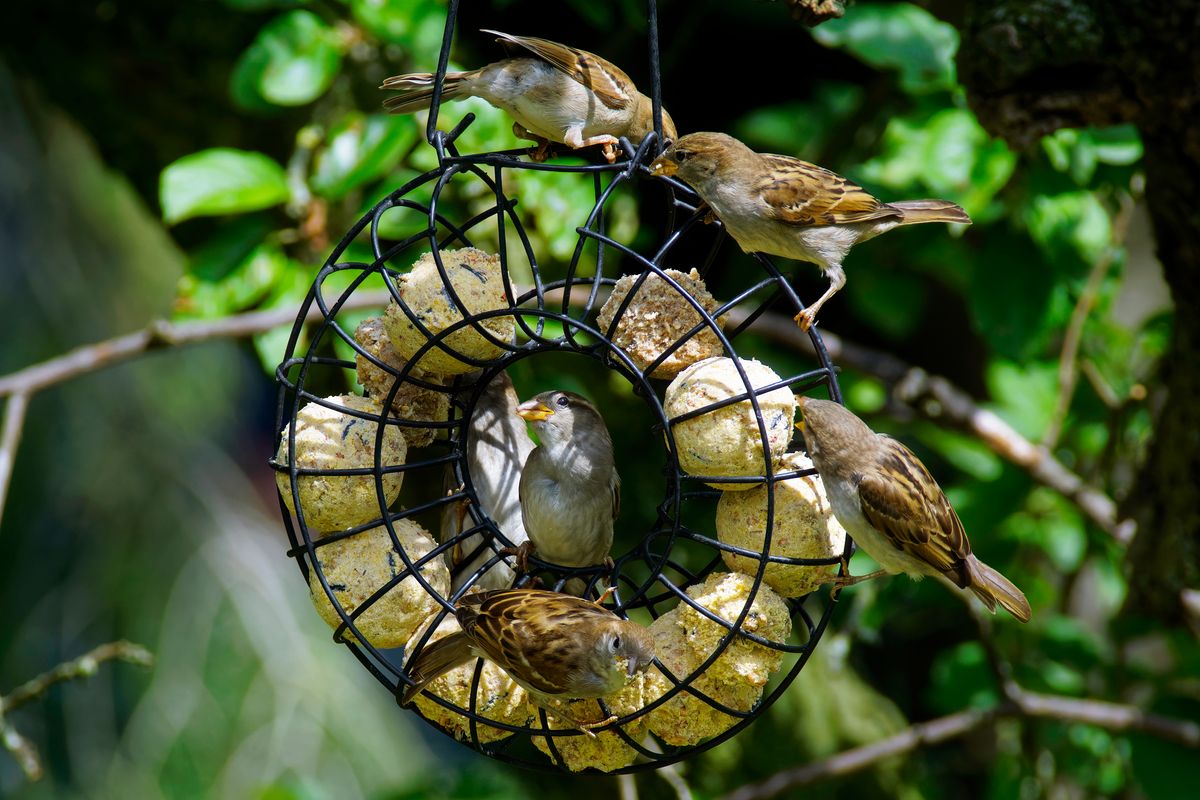 Ein Trupp Haussperlinge (Passer domesticus), auch Spatzen genannt, auf einen Futterring