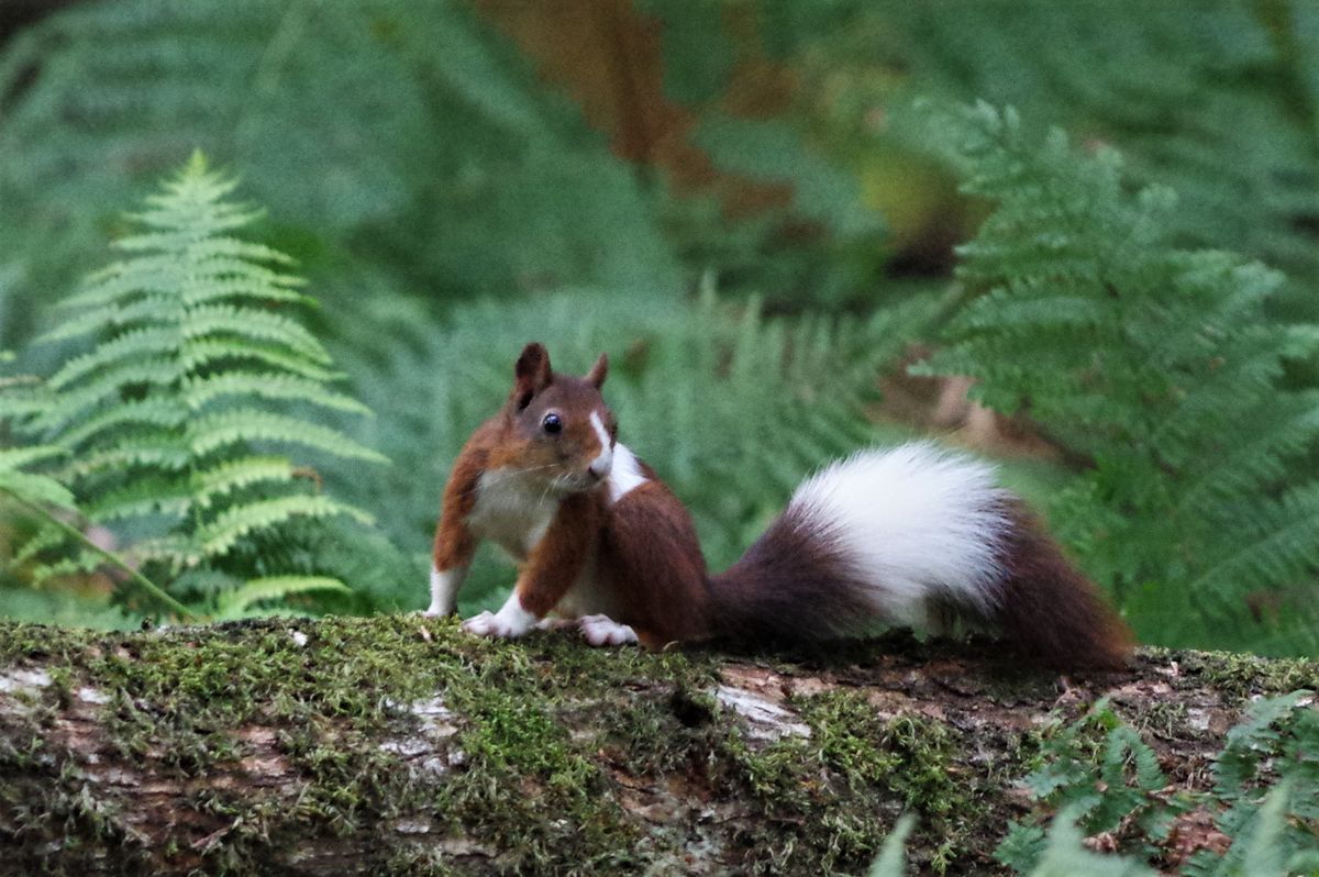 eekhoorn in het bos