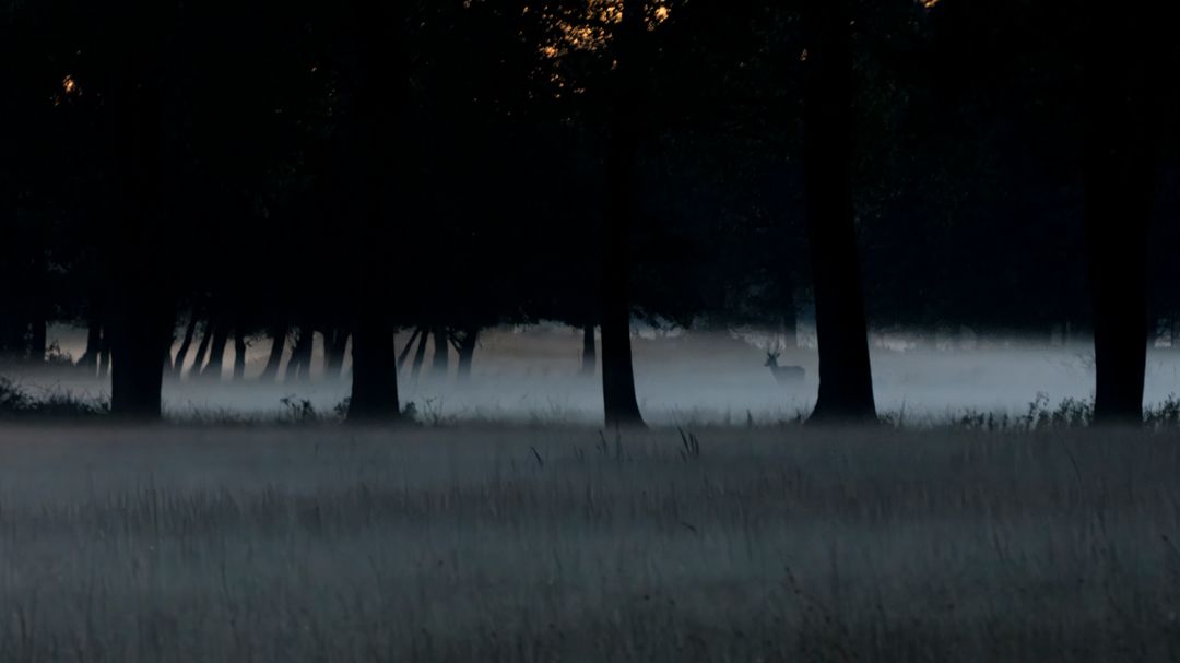 red deer in the fog