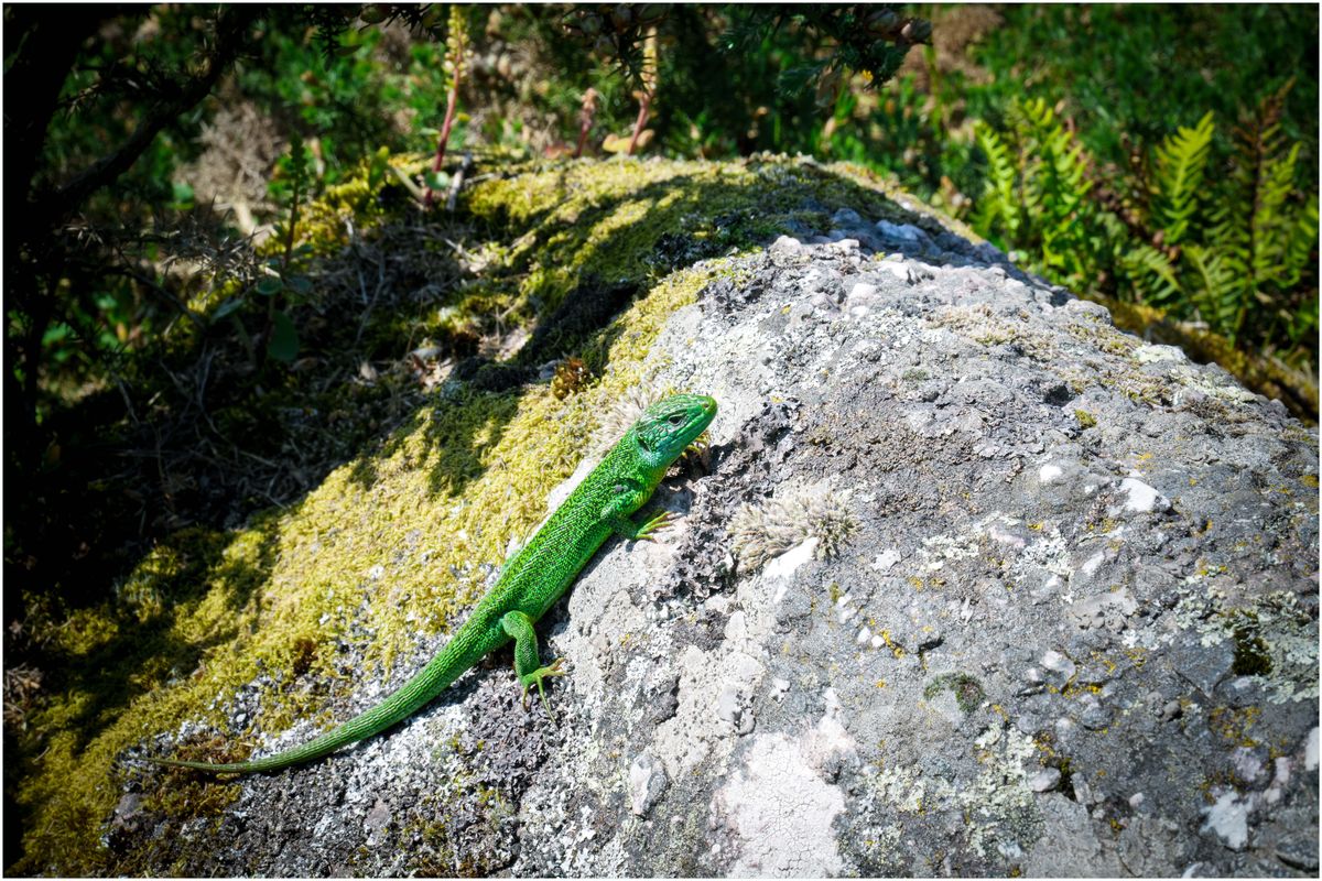 Lézard vert