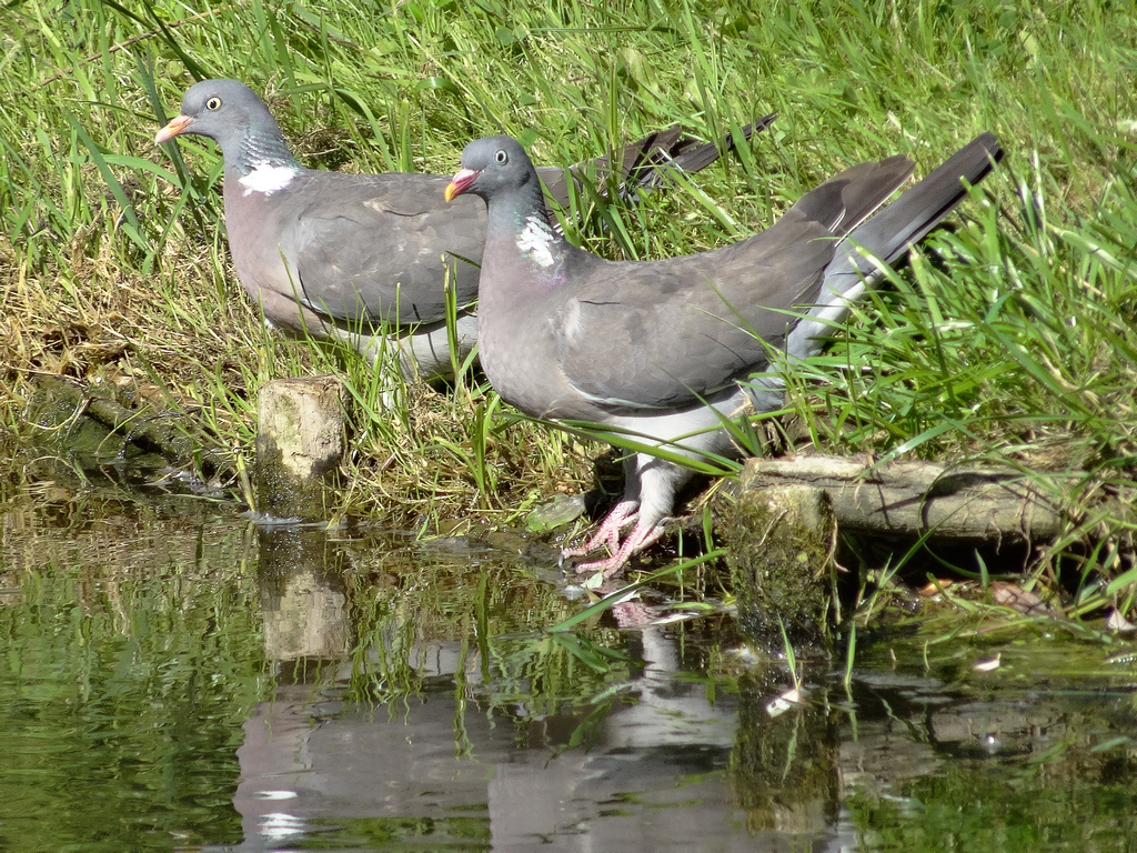 Surprised pigeons.jpg