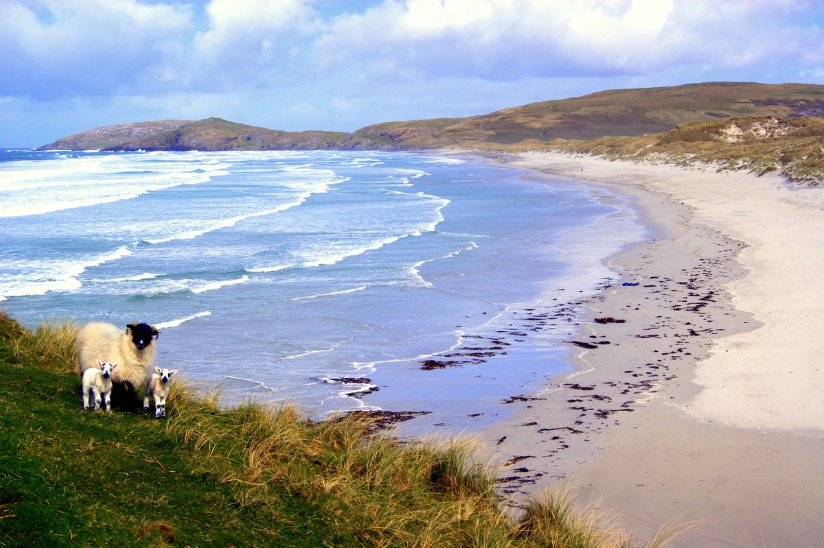 The sheep and lambs seemed to pose as i quickly focused to catch the moment on the Isle of Barra