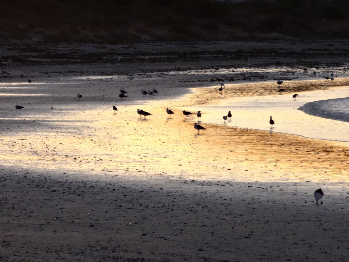 Seagulls at Sunset