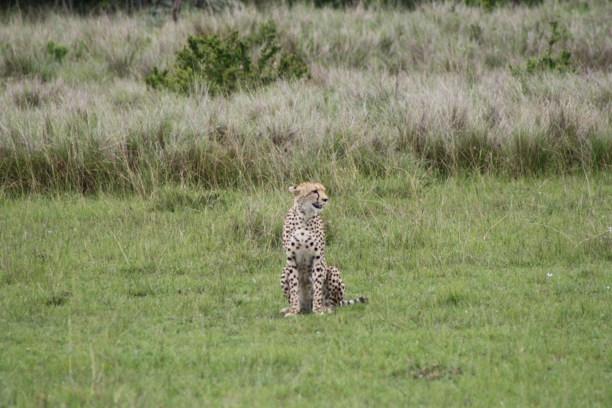 Cheeta na het vangen van een prooi