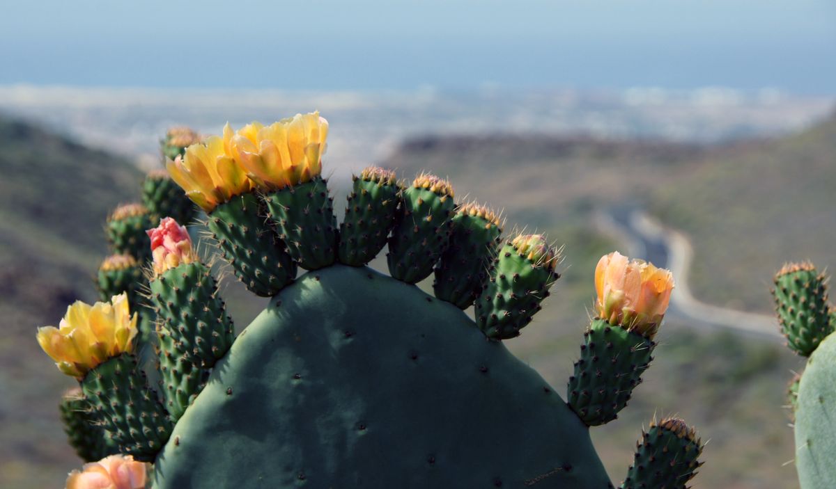 Stekelig mooi ( Gran Canaria)