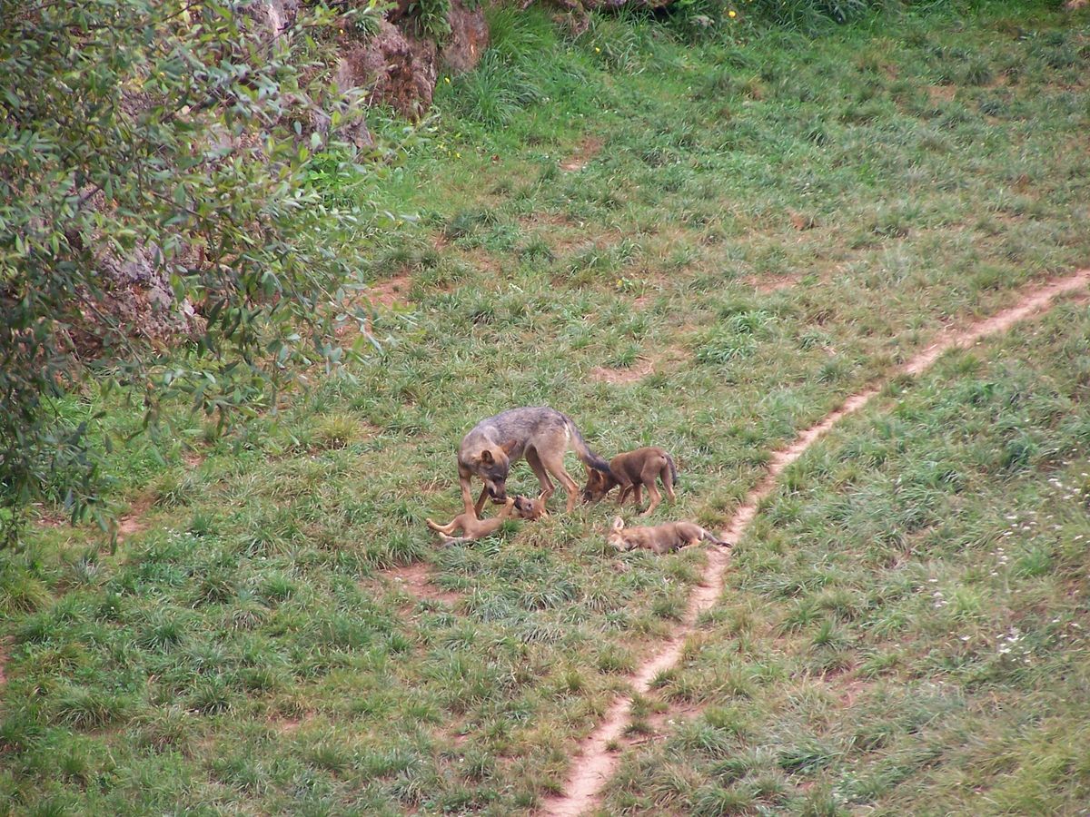 National Park - Wolves