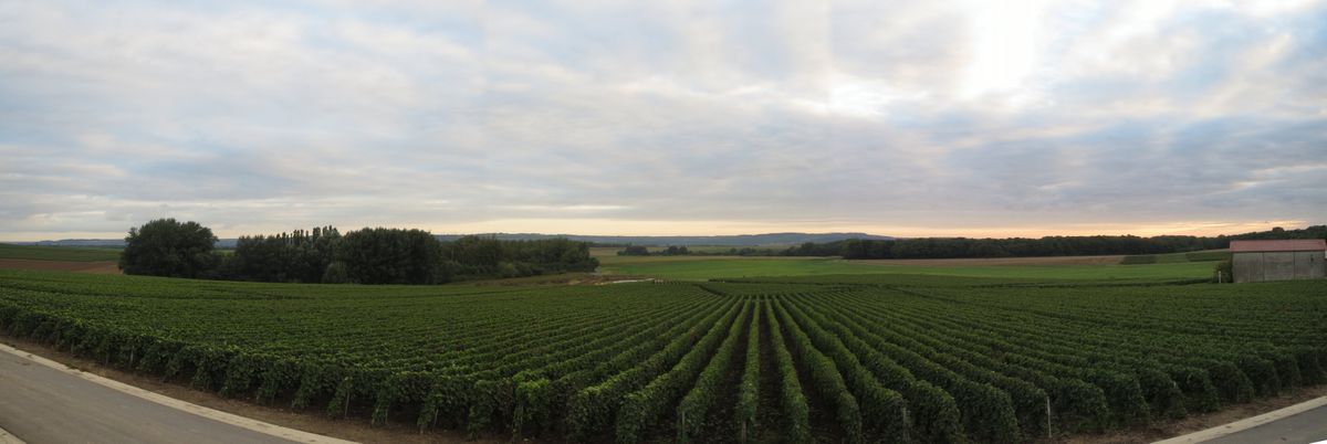 Vue de vignes en Champagne